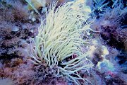 Vico plongeur anemone GOPR3306