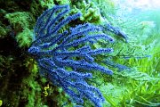 Vico plongeur corail bleu GOPR3263.jpg