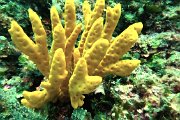 Vico plongeur corail jaune GOPR3262.jpg