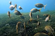 Vico plongeur poissons G0723673