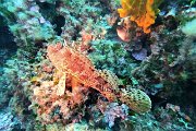 Vico plongeur rascasse GOPR3267